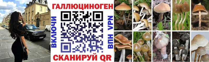 где купить   Геленджик  Псилоцибиновые грибы прущие грибы 